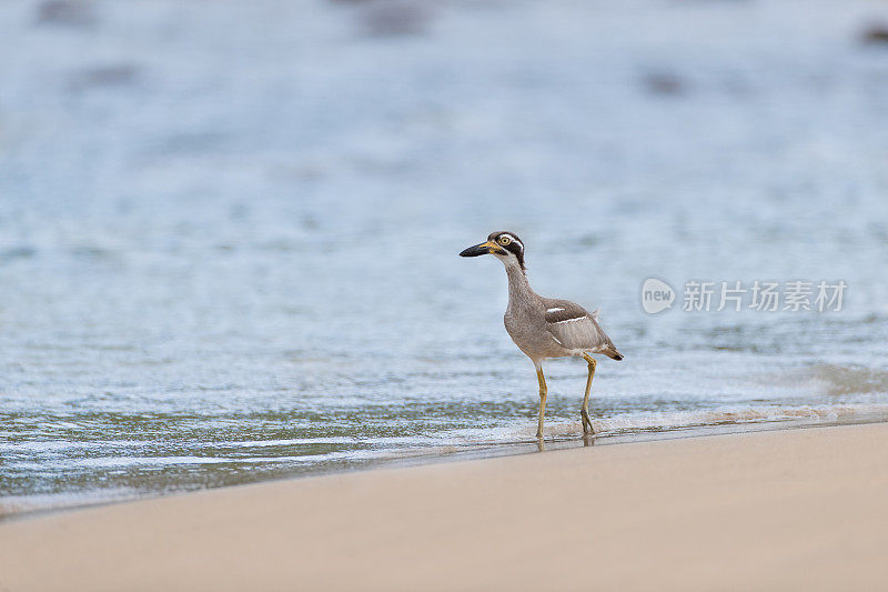 海鸟:成年滩粗膝(Esacus magnirostris)，又称滩石杓鹬。